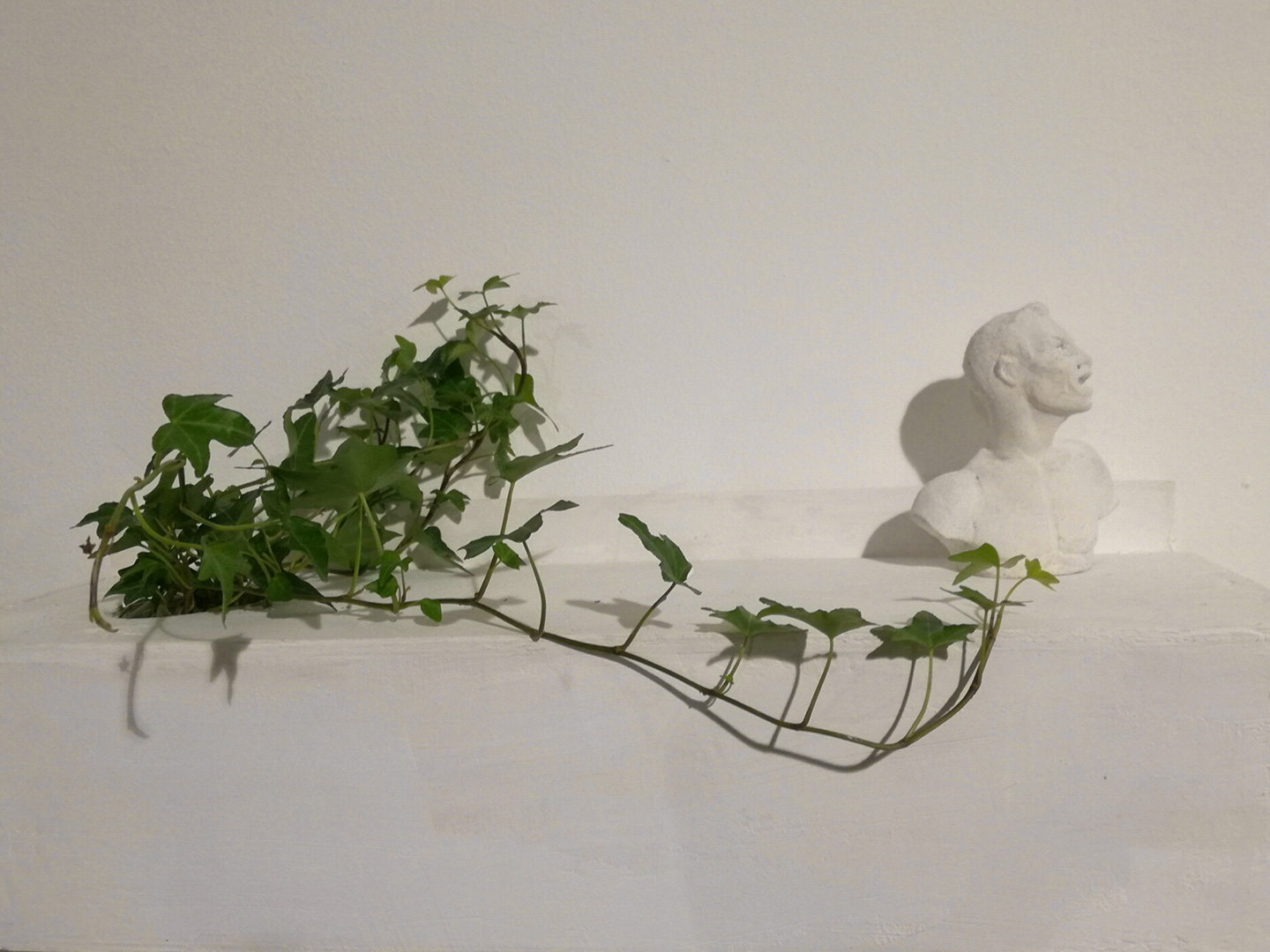 Inglobe, plaster sculpture, ivy, wood, 45x20cm. 2017.